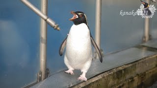 旭山動物園 大人になったイワトビペンギン22番と23番