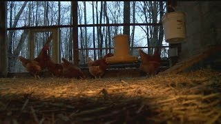 Columbiana residents continue fight to keep chickens in city limits