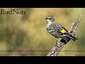 birding 101 bird vocab basics