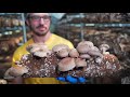 Ellijay Mushrooms   Georgia Grown / Georgia Organics