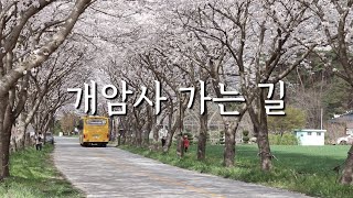 [개암사 가는 길] 전라북도 부안 개암사 ㅣ 환상적인 벚꽃 터널