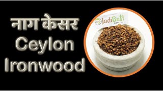 Benefits Of #Iron wood  #Ceylon ironwood | #Nagkesar ke fayde | JadibutiStore | #JBS077