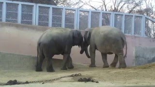 多摩動物公園　2016年1月　アマラとヴィドゥラ