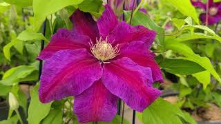 Clematis 'Vivienne' // AWESOME, Ever-Changing, SPECTACULAR  Flowering Vine.