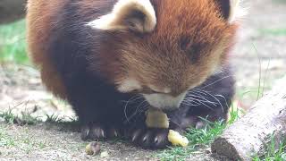 お芋もぐもぐ与一くん　レッサーパンダ　那須どうぶつ王国にて　2021年5月5日　00192