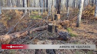 Трое лесорубов нелегально спилили сосен почти на миллион рублей в Чунском районе