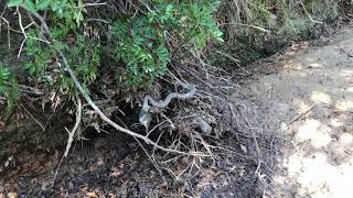 Blunt-nosed Viper (Macrovipera lebetina schweizeri) eating a bird on Milos