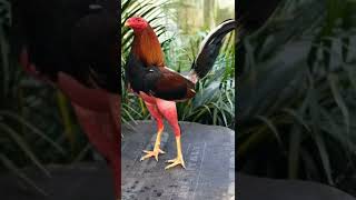 pure Indonesian Aseel rooster breed#aseel #aseelmurga #rooster #shamoo #shorts #murga