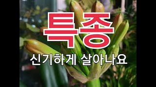 ( 천연식물영양제) 죽어가던 화초와 식물들이 반짝반짝 빛이 나요 # I wan to grow plants and plants well.