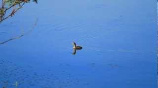 Action of Birds#2  (นกเป็ดผีเล็ก  Little Grebe)