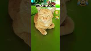 นิสัยของแมวส้ม #ทาสแมว #cute #catvideos #แมวหลง #catshort #แมวจร