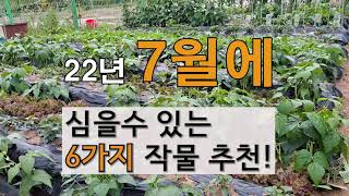 7월에 심을 수 있는 작물 6가지 작물 추천. # 주말농장 도시텃밭 가꾸기