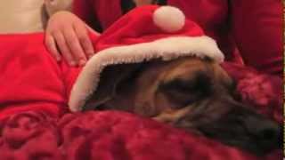 "Winner"  2013 Holiday Pet Video Contest " Jack - Family & Friends Christmas"