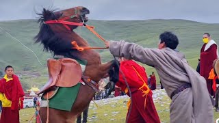 Tibetan kham Lithang horse racing. ( ལི་ཐང་རྟ་རྒྱུགས་)