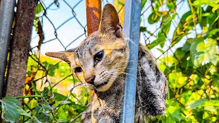 LTT Animal || A Family Saved Just in Time: Trapped for Days, Mother Cat and Kittens' Brave Rescue