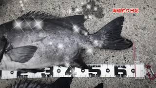 【石鯛釣り】　春のデカバンギンワサが遂に出た⁉️