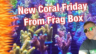 New Frags from Frag box New  Coral Friday they are some sexy frags check them out!