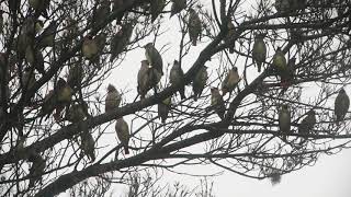 Japanese waxwing, 朱連雀, ヒレンジャク.