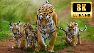 8kK - Big Tiger That Call Jungle Home - Singing Birds | Forest Edition Cinema With Nature life