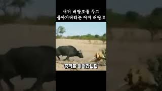 새끼버팔로를 두고 돌아가버리는 어미버팔로