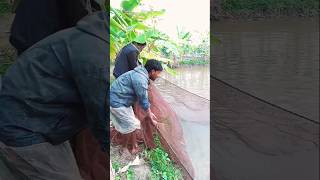 Amazing view of huge fish caught in a pond in rural Bengal 🐟✨ #amazingfishing #fishing #fish