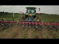 cultivating organic beans with hatzenbichler cultivator finger weeders and camera guidance system