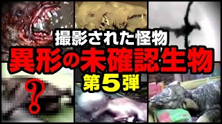 【映像】撮影された怪物 異形の未確認生物 第５弾