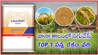 ఈ వానా కాలంలో సాగుచేసే TOP 1 సన్న రకం వరి//LILLIPUT PADDY SEEDS//genomix/ 2023 top paddy seeds/