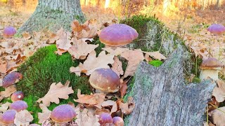 MUSHROOMS 2022 HUGE BOLETUS EDULIS. MEGA FOR SOUP AND CHRISTMAS! MUSHROOMS PICKING. IN THE FOREST!