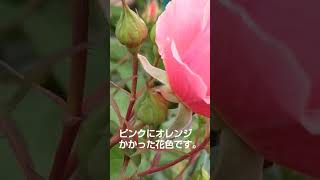 バラ『サンセットグロウ』お花紹介！