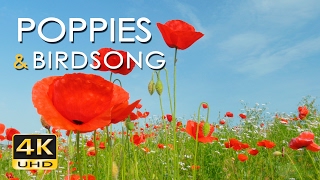 4K Poppy Meadow & Birdsong - Relaxing Nature Sounds & Video - UHD - Meditation/ Sleep/ Study/ Yoga