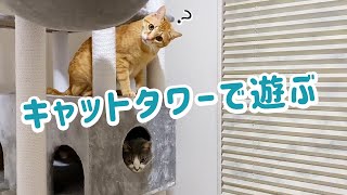 和室のキャットタワーは猫のいいアスレチックになってます。【保護猫、茶トラ、トンキニーズ】