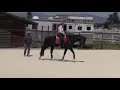 helping a grand prix dressage rider the principles of training in action