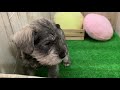 犬の家＆猫の里エアポートウォーク名古屋店　109344　ミニチュア・シュナウザー