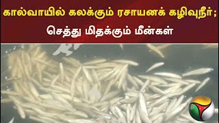 கால்வாயில் கலக்கும் ரசாயன கழிவு நீர் ! செத்து மிதக்கும் மீன்கள் | Sewage | Industrial Waste || PTT