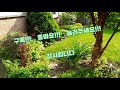 토끼이야기 4 새끼토끼가 우리집 정원에 갑자기 나타났어요. baby bunny shows up to my garden.