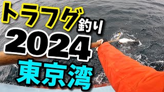 連日満船！東京湾で爆湧き！値千金のトラフグ釣り！