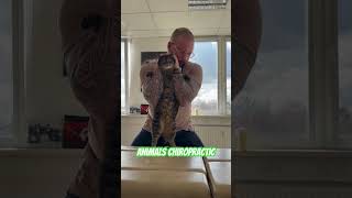 Animals Chiropractic 💚💚💚#foryou #animals #asmr #chiropractic #dogs #dogshorts #catshorts