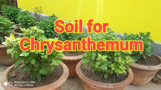 Final Soil Mixed of Chrysanthemum |  চন্দ্রমল্লিকার জন্য মাটি তৈরি । #chrysanthemum #winter_flower