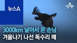 3000km 날아서 온 손님…겨울나기 나선 독수리 떼 | 뉴스A