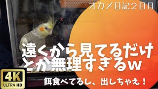 【4Kオカメインコ】お迎え2日目...遠くから見るとか無理ゲー！