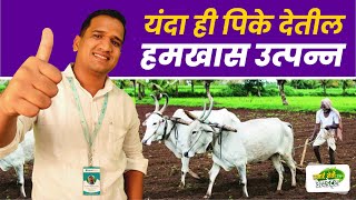 खरीफ़ हंगामात कोणती पिके घेतात | karip hangamatil pik | kharif pike konti