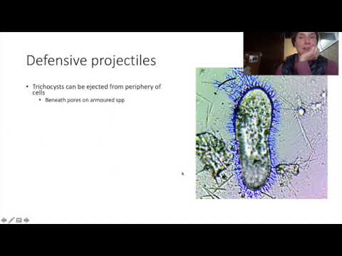 Are Alveolates algae?