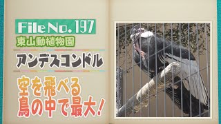 空を飛べる鳥の中で最大「アンデスコンドル」　頭に羽毛がない理由とは！？【どうぶつZOO鑑】2024年4月5日放送