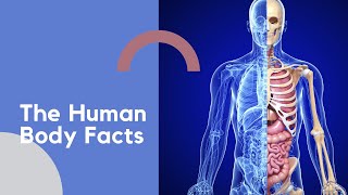 The Human Body Facts | Human Body Facts