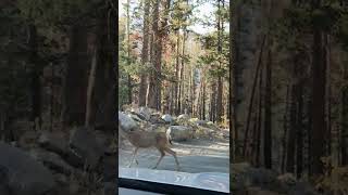 Traffic Stops to Allow Family of Deer to Cross the Main Road