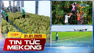 Miền Tây mở đường, vượt sông | Tin tức Mekong 31.01.2025  | Truyền hình Hậu Giang