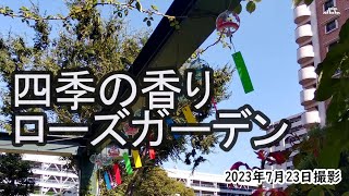 【4K】四季の香ローズガーデン・バラ・風鈴（2023年7月23日）