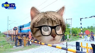 stylish cat funny train video - unique train to teach your cat - funny train videos - funny train