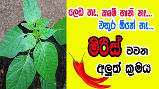 කොළ කොඩ වෙන්නේ නැතිව, ලෙඩ හැදෙන්නේ නැතිව මිරිස් වගා කරන ආකාරය